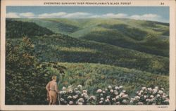 Checkered Sunshine Over Pennsylvania's Black Forest Postcard