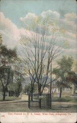 Tree Planted by U.S. Grant, West Park, Allegheny, PA Postcard