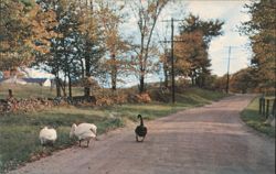 Swans and Goose on Road, Bally, PA Postcard