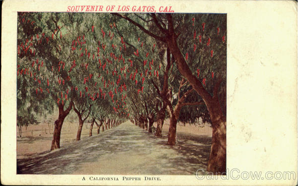 A California Pepper Drive Los Gatos