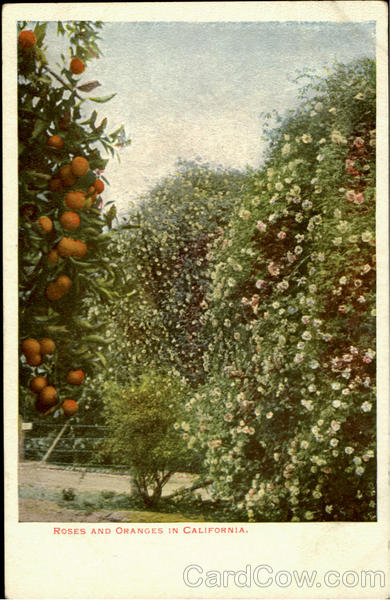 Roses And Orange In California Scenic