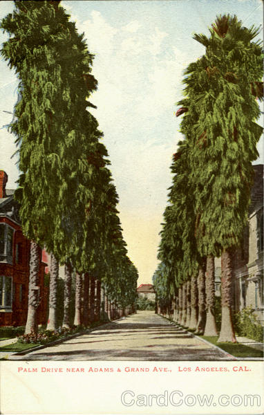 Palm Drive, Adams & Grand Ave. Los Angeles California