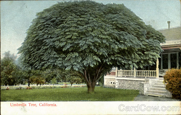 Umbrella Tree Scenic California