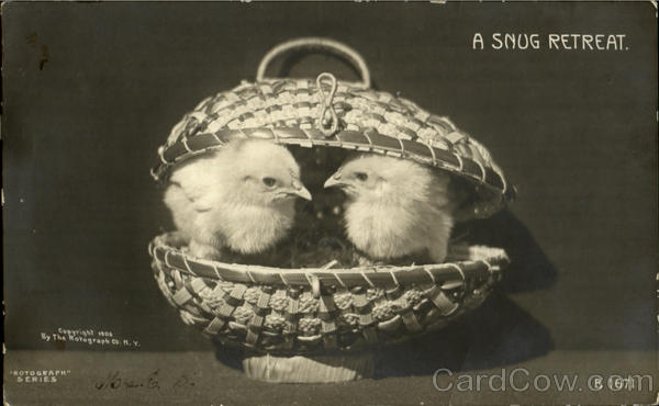 A Snug Retreat Birds