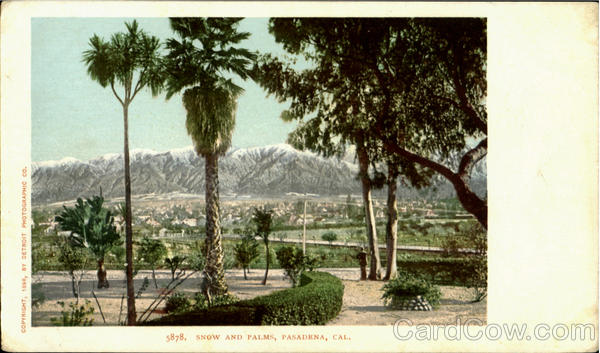 Snow And Palms Pasadena California