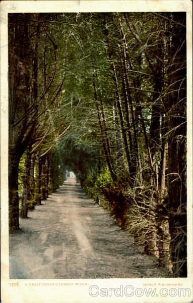 A California Cypress Walk Scenic