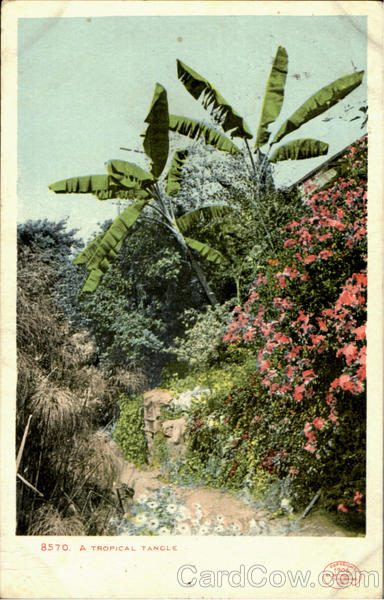 A Tropical Tangle Flowers