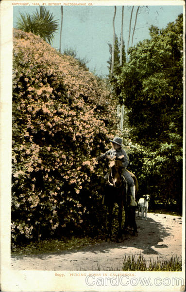 Picking Roses In California Flowers