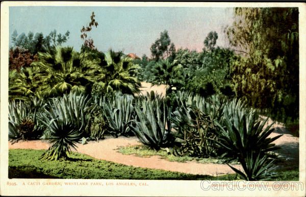 A Cacti Garden, Westlake Park Los Angeles California