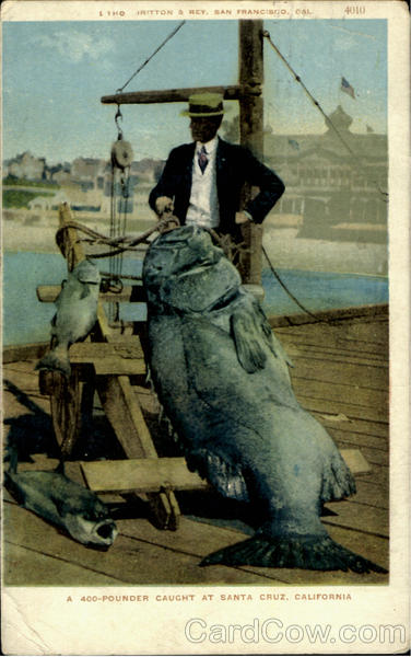 400-Pounder Caught At Santa Cruz California