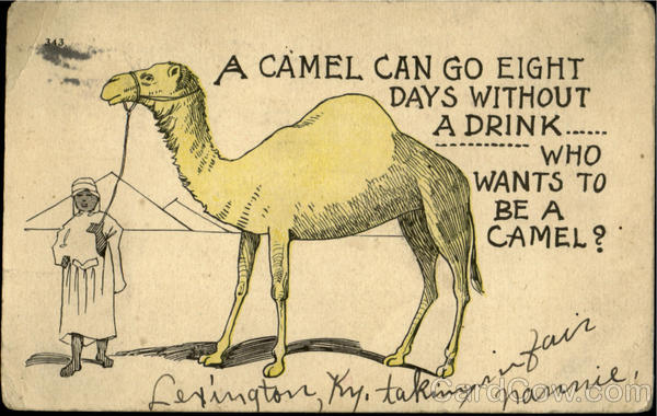 Who wants to be a camel? Drinking