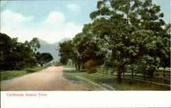 California Acacia Trees Scenic, CA Postcard Postcard