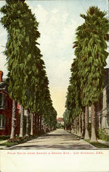 Palm Drive, Adams & Grand Ave. Postcard