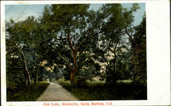 Oak Lane, Montecito Postcard