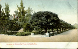 Avenue Of Umbrella Trees Postcard
