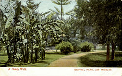 A Shady Walk, Central Park Postcard