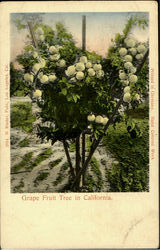 Grape Fruit Tree In California Scenic, CA Postcard Postcard