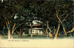 An Oak Avenue An Oak Avenue