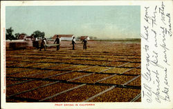 Fruit Drying In California Postcard