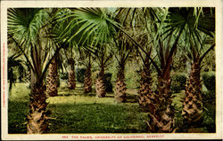 The Palms, University Of California Postcard