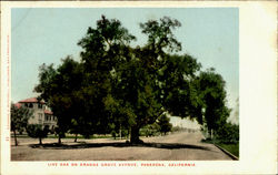 Live Oak On Orange Grove Avenue Postcard