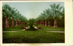 Palms At Eastlake Park Postcard