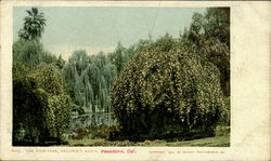The Rose-Tree, Baldwin's Ranch Postcard