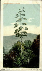 Century Plant In Bloom Postcard