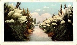 Pampas Grass Walk Scenic, CA Postcard Postcard