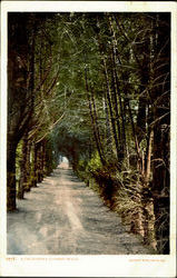 A California Cypress Walk Scenic, CA Postcard Postcard