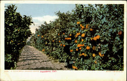 A California Orange Grove Pasadena, CA Postcard Postcard
