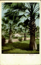 California Fan Palms Pasadena, CA Postcard Postcard