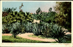 A Cacti Garden, Westlake Park Postcard