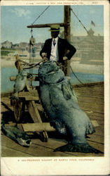 400-Pounder Caught At Santa Cruz California Postcard Postcard