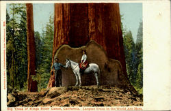 Big Trees Of Kings River Canon Postcard