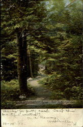 Turners Path To Mt. Agassiz Postcard
