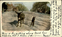 Mama's Baby First Walk Donkeys Postcard Postcard