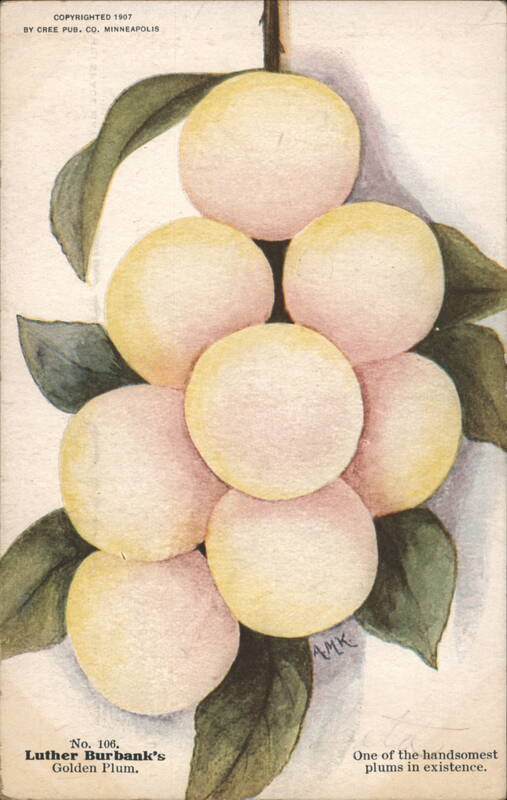 Luther Burbank's Golden Plum Illustration AMK Fruit