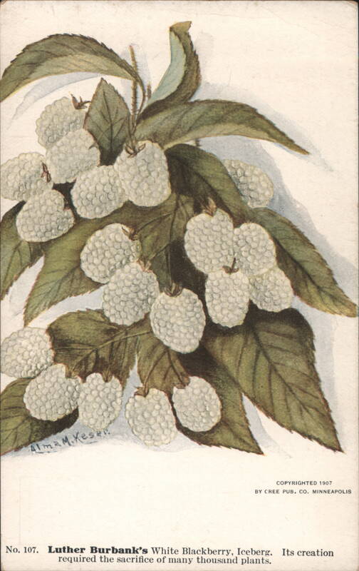 Luther Burbank's White Blackberry, Iceberg Alman M. Keser.