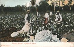 Picking Cotton Postcard