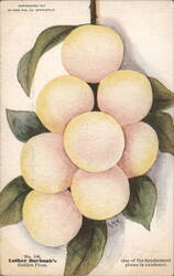 Luther Burbank's Golden Plum Illustration Postcard