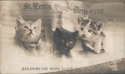 Kittens Breaking the News St. Louis Globe-Democrat Newspaper Postcard