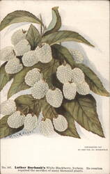 Luther Burbank's White Blackberry, Iceberg Postcard