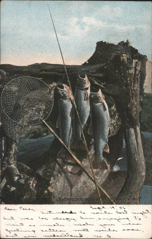 Sixteen Pounds of Rangeley Trout, Fishing Rod and Net