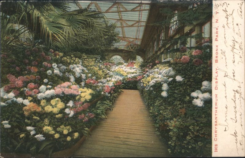 Chrysanthemum Display, Bronx Park Conservatory New York