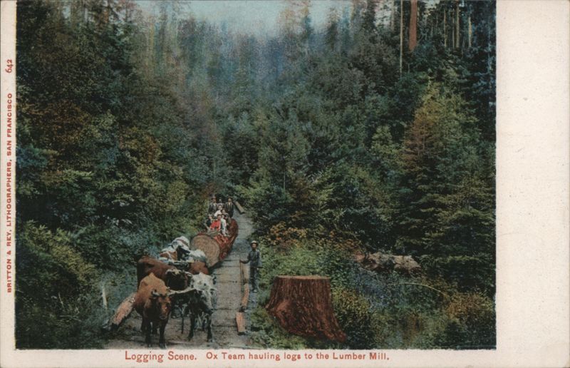 Ox Team Hauling Logs to the Lumber Mill Logging