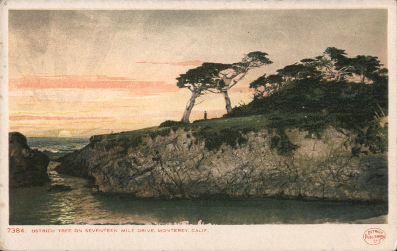 Ostrich Tree on Seventeen Mile Drive