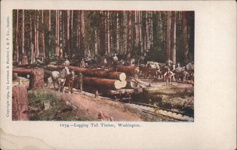 Logging Tall Timber with Horse Teams Washington