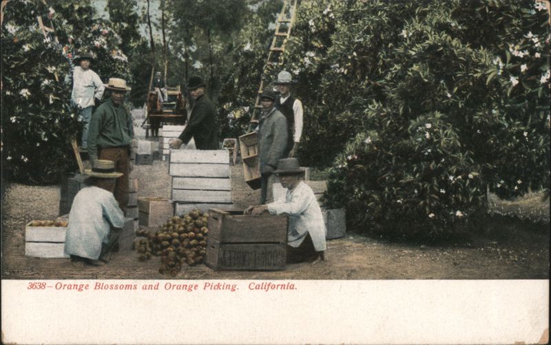 Orange Blossoms and Orange Picking