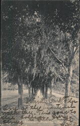Boulevard, Winter Park Postcard